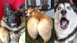 ⚠️ You will get STOMACH ACHE FROM LAUGHING SO HARD 🤣🐶Funny Dog Videos 2020