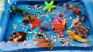 CUTE ANIMAL VIDEOS 😍🥰🤩 FISH, STARFISH, OCTOPUS, KOKIFISH, MANFISH,P NEONTETRA, GLOFISH, TURTLE