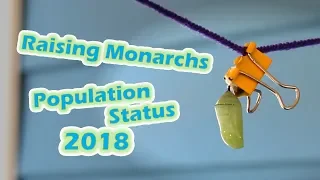 Raising Monarchs - Population Status 2018 (Help The Monarch Butterfly)