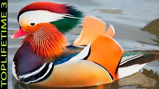 10 Aves Más Hermosas Del Mundo