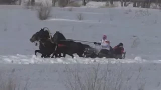 Русская тройка Шушенское 2016 (Horse–Animal-racing-конь-смотреть-онлайн-скачки)