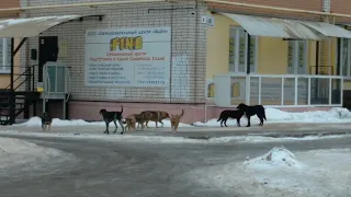 2024.01.30. Стая собак. Смоленск. Утро. Район Энергоинститута.