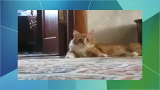 Videos chistosos: gatos graciosos loquendo