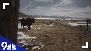 No wolves found where cow calves died in western Colorado