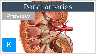 Arteries of the kidneys (preview) - Human Anatomy | Kenhub