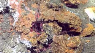 Red Shrimp Cluster Around a Gas Seep | Nautilus Live