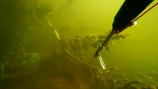 Подводная охота река Псёл / Курская область (7 .0 )