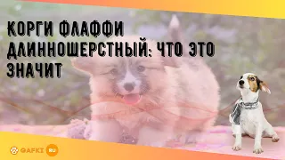 Корги флаффи длинношерстный: что это значит