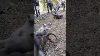 Котик вожак в смешанном вольере малышей! Парк львов "Тайган"