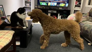 Standard Poodle vs. Tuxedo Cat | Round 6