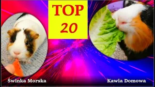 Top 20 najlepszych ciekawostek o Świnkach Morskich  🐹  Kawia domowa