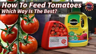 How to Fertilize Tomato Plants | Which Is Best?