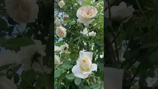 The white English rose Eden in Yazdach