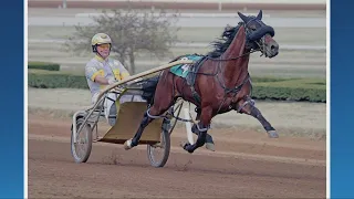 Horse drowns after competing in harness race at MGM Northfield Park