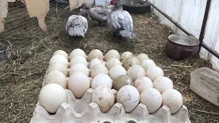 Сколько дней собирать яйцо на инкубацию ? / Мускусные утки / Гуси / Индоутки / Как и где хранить ?