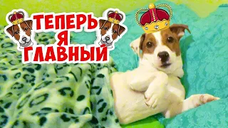 Умная собака расстелает кровать 🐾 Говорящая собака ЛОКИ БОБО 🐾 Влог - 15 серия