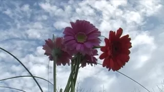 Serene Meditation with Vibrant Gerber Daisies | Relaxing Nature Scenes