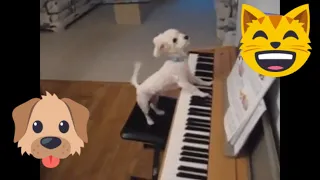 Dogs and Cats playing instruments compilation