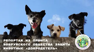 Репортаж из приюта Бобруйского общества защиты животных «Добродетель»