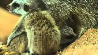 Cute baby meerkats named after Lion King characters at Bristol Zoo