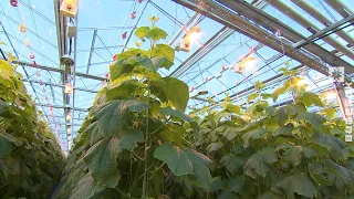 В теплицах предприятия «Весна-энерго» готовятся к сезону томатов (04.04.2022)