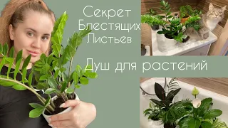 Уход за растениями|Душ|Удобрения