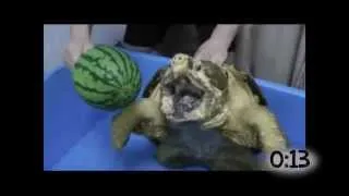 Turtles and Tortoises Biting Things