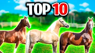 TOP 10 Cavalos MANGALARGA MARCHADOR