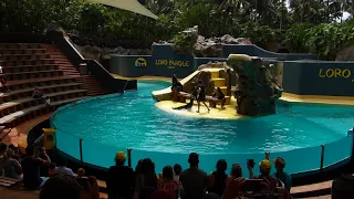 Loro Parque Sea Lion Show 2019 (1080p HD)