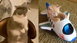 Cute and Funny Cat Videos to Keep You Smiling!😻 Don't try to hold back Laughter 😹 - MEOWLAND