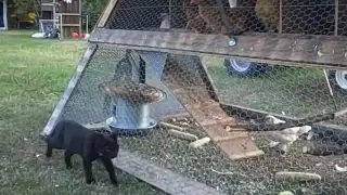 The Best Chicken Tractor.