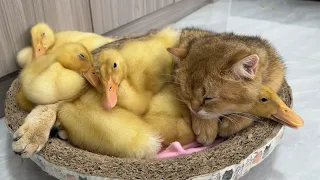 The duckling finally found its mother!  The kitten cuddles the duckling to sleep.  cute funny animal