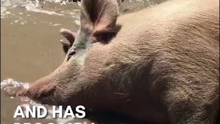 This artistic pig is a regular Pigcasso