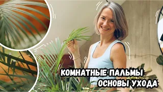 Комнатные пальмы - основы и секреты ухода