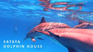 Sataya Dolphin house - swimming with dolphins