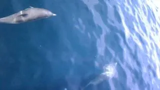 Large pod of common dolphins off Pt Loma