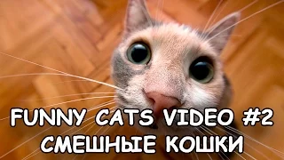 Funny Cats video #2 - Смешные кошки 2 -  Кошки приколы