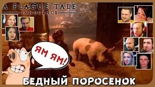 Реакции Летсплейщиков на Свинью как Приманку для Крыс из A Plague Tale: Innocence