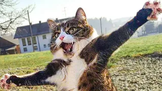 Funniest Animals 2022 😂 Funniest Cats and Dogs 😺🐶  |Funny Cat and Dog Videos #Part 33  |Wow Animals|