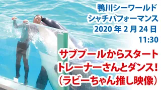 ラビーちゃん推し映像！　サブプールからスタート　トレーナーさんとダンス！【2020年2月24日11:30　鴨川シーワールド　シャチパフォーマンス】