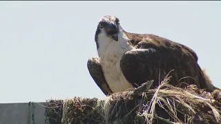 Earth 8: Osprey cam goes live at the Scripps pier giving viewers hope