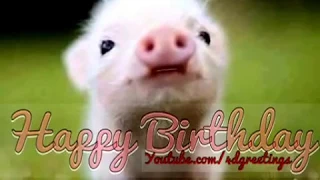 Cute Little Pig Singing Happy Birthday Song BY #TOOTHKILL