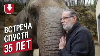 Смотритель зоопарка и слониха встретились спустя 35 лет