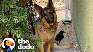 Rescue Crow Goes On Walks With His Favorite German Shepherd | The Dodo