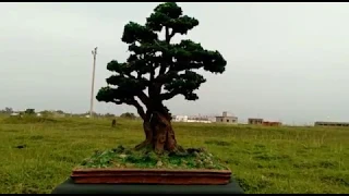 How to make an artificial tree. Bonsai own hand. Model tree. Pijush Mondal.