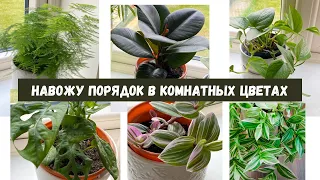 Цветы на подоконнике и их уход. #растения #цветы #комнатныерастения #flowerlover #greenplants #trend