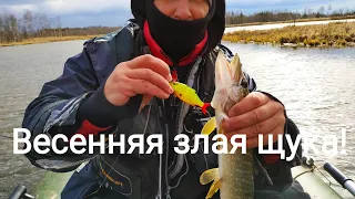 Злая щука весной,атакует! Strike Pro Gill Raker 90  Tiny Buster Pontoon21 Bet-A-Shad 75SP