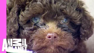 Hedgehog and Puppy Bath Time! | Too Cute!