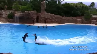 LORO PARQUE шоу дельфины 2011 год.Тенерифе, Канарские острова.