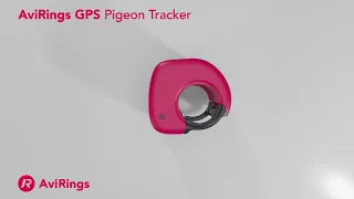 AviRings GPS Pigeon Ring